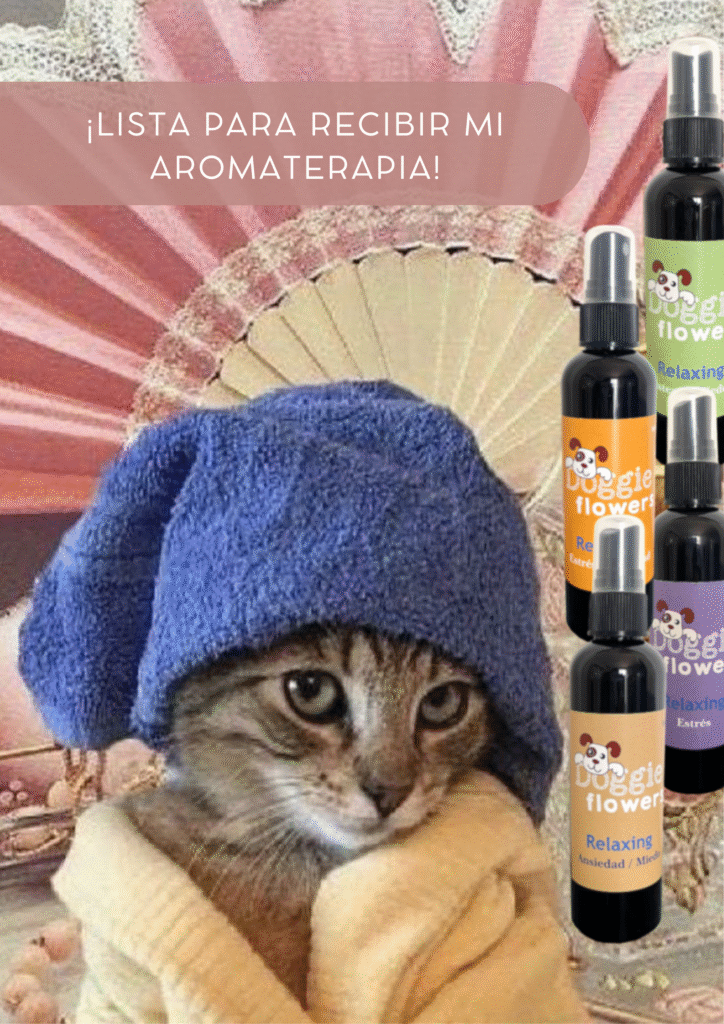 Aromaterapia para gatos