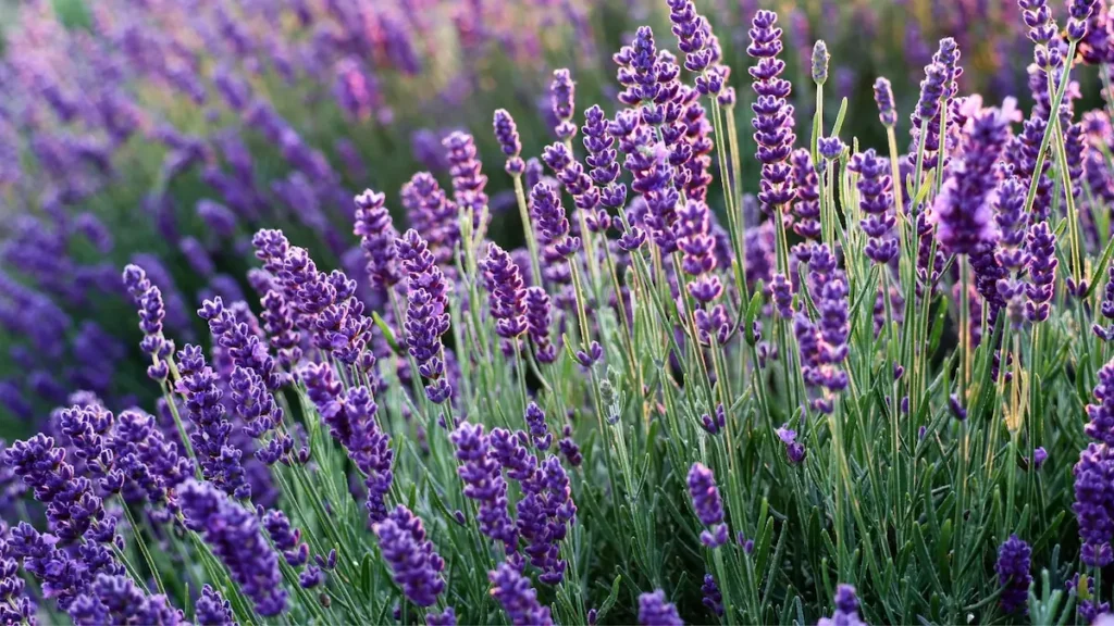 Aromaterapia Lavanda